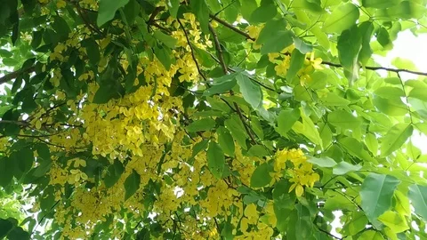 Spring Leaves with Flowers Stock Footage 127103364