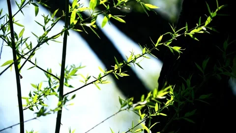 Spring - leaves fluttering in the wind - willows grow new branches 動画素材 257287552