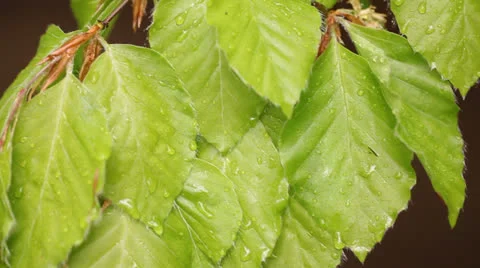 Spring leaves Stock Footage 23409279