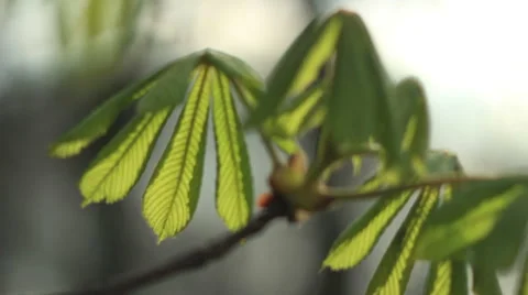 Spring leaves Видео 49497036