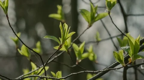 Spring leaves 스톡 동영상 52315125