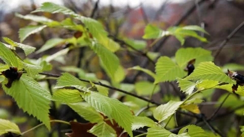 Spring leaves Stock Footage 245583898