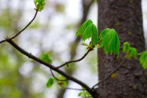 Spring leaves - fresh young spring leaves. Close up Foto stock