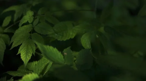 Spring Leaves Gently Moving Stock Footage 48949379