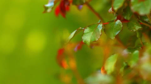 Spring leaves on the green background touching by wind Stock Footage 57575766