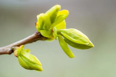 Spring leaves growing from persimmon tree Stock-Fotos