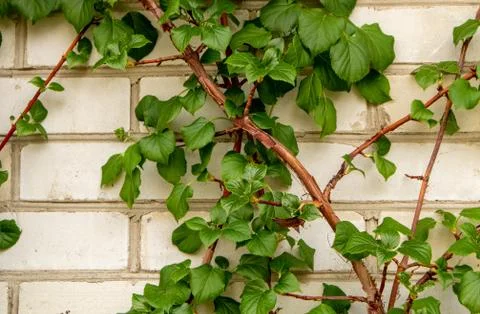 Spring Leaves Hydrangea Shrub. Hydrangea climbing a white brick wall. Stock Photos