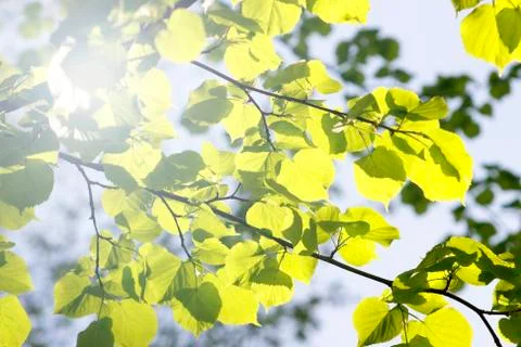 Spring leaves of lime lighted with sun Stock Photos