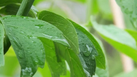 Spring leaves Maple with raindrops. Close-up Stock-Footage 105956005