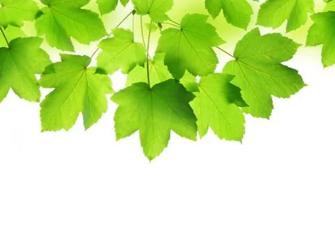 Spring leaves of maple tree Stock Photos