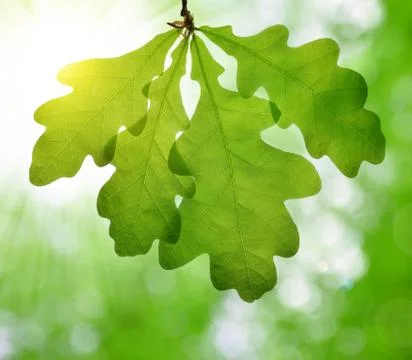 Spring leaves of oak tree Stock Photos