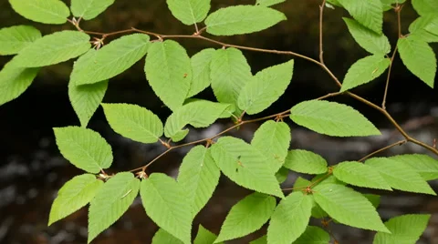 Spring Leaves over Creek Stock Footage 37974287