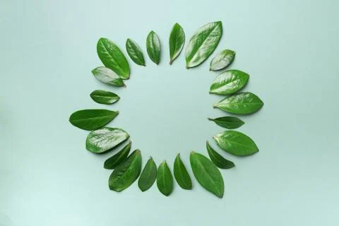 Spring leaves pattern on green background. Creative layout. Top view. Flat lay. Stock Photos