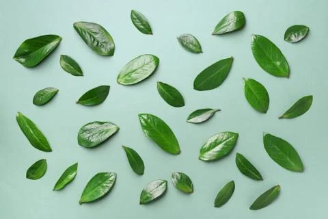 Spring leaves pattern on green background. Creative layout. Top view. Flat lay. Stock Photos