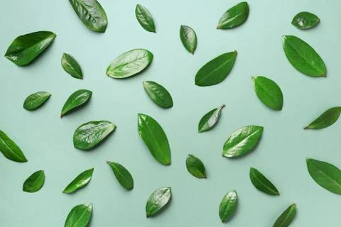 Spring leaves pattern on green background. Creative layout. Top view. Flat lay. Stock Photos