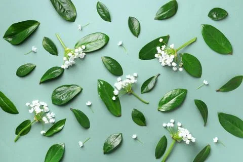 Spring leaves pattern on green background. Creative layout. Top view. Flat lay. Stock Photos
