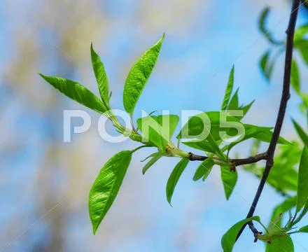 Spring leaves Stock Photos