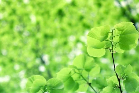 Spring leaves Foto stock