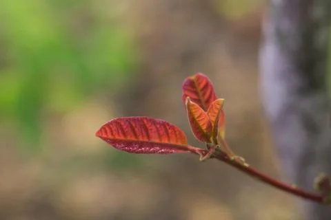 Spring leaves Stock Photos