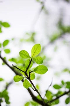 Spring leaves Stock Photos