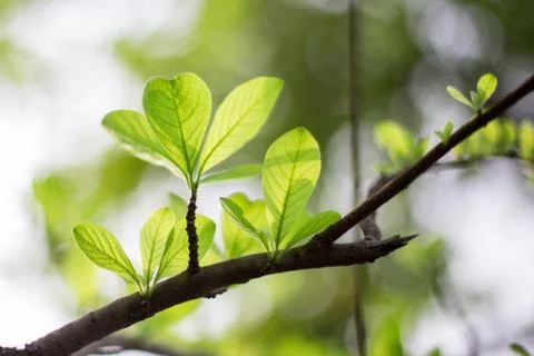 Spring leaves Stock Photos