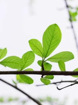 Spring leaves Stock Photos