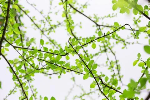 Spring leaves Stock Photos