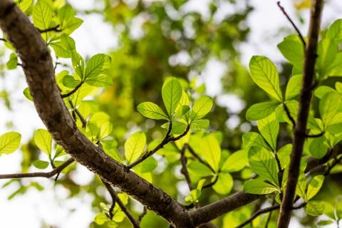 Spring leaves Stock Photos