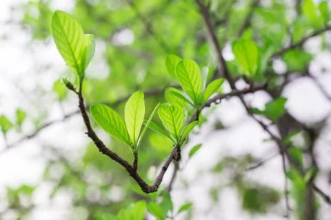 Spring leaves Stock Photos