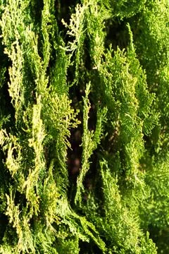 Spring leaves Stock Photos