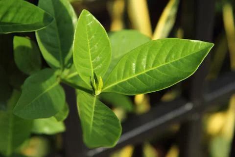 Spring leaves Stock Photos