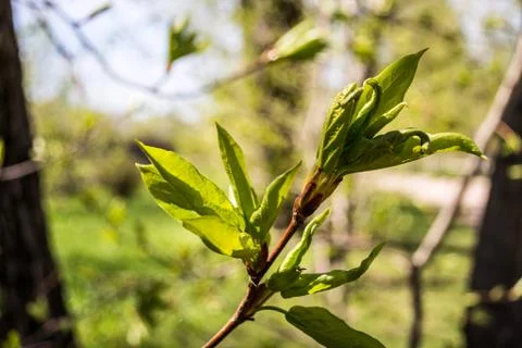 Spring leaves Stock Photos