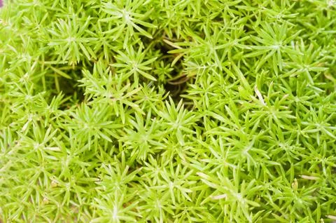 Spring leaves Stock Photos