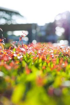 Spring leaves Stock Photos