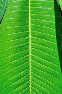 Spring leaves Stock Photos