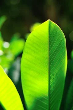 Spring leaves Stock Photos