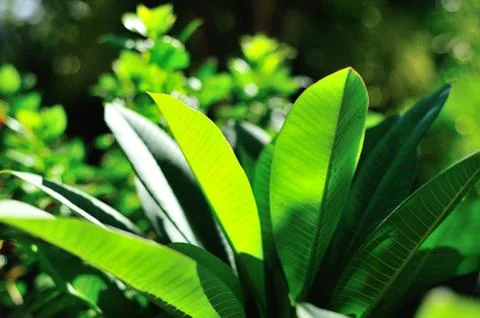 Spring leaves Stock Photos