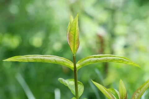 Spring  leaves Stock Photos