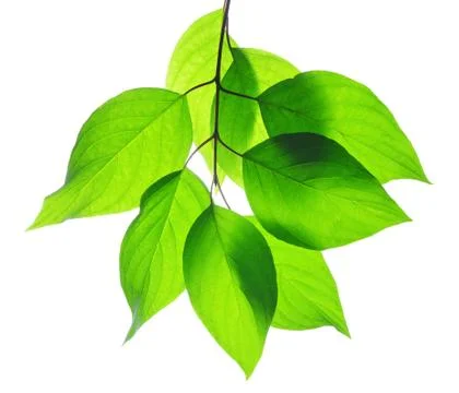 Spring leaves Stock Photos