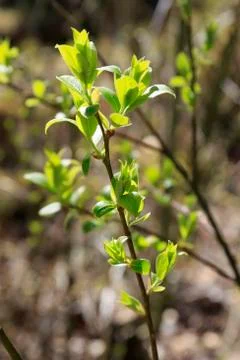 Spring leaves Stock Photos