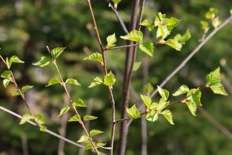 Spring leaves Stock Photos