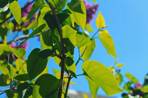 Spring leaves Stock Photos