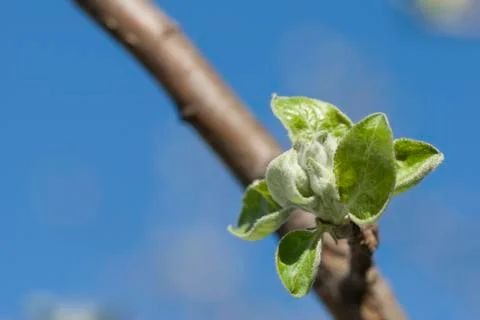 Spring leaves Stock Photos