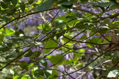 Spring leaves Stock Photos