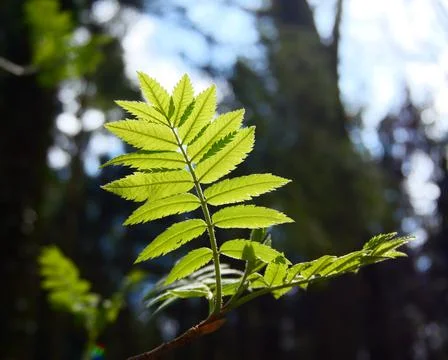 Spring leaves Stock Photos