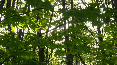 Spring leaves sliding Stock Footage 37949227