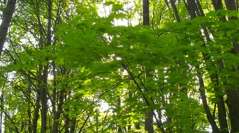Spring leaves sliding Stock Footage 37963694