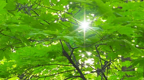 Spring leaves sliding Stock Footage 37964876