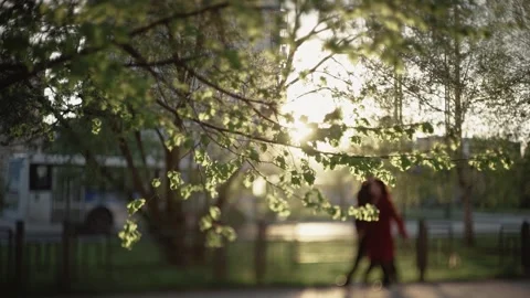 Spring Leaves on the Street, sun Video stock 296802004