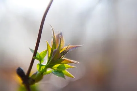 Spring leaves in sunlight Stock Photos